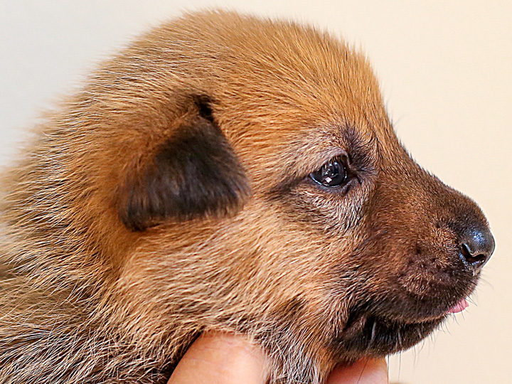 chinook puppy